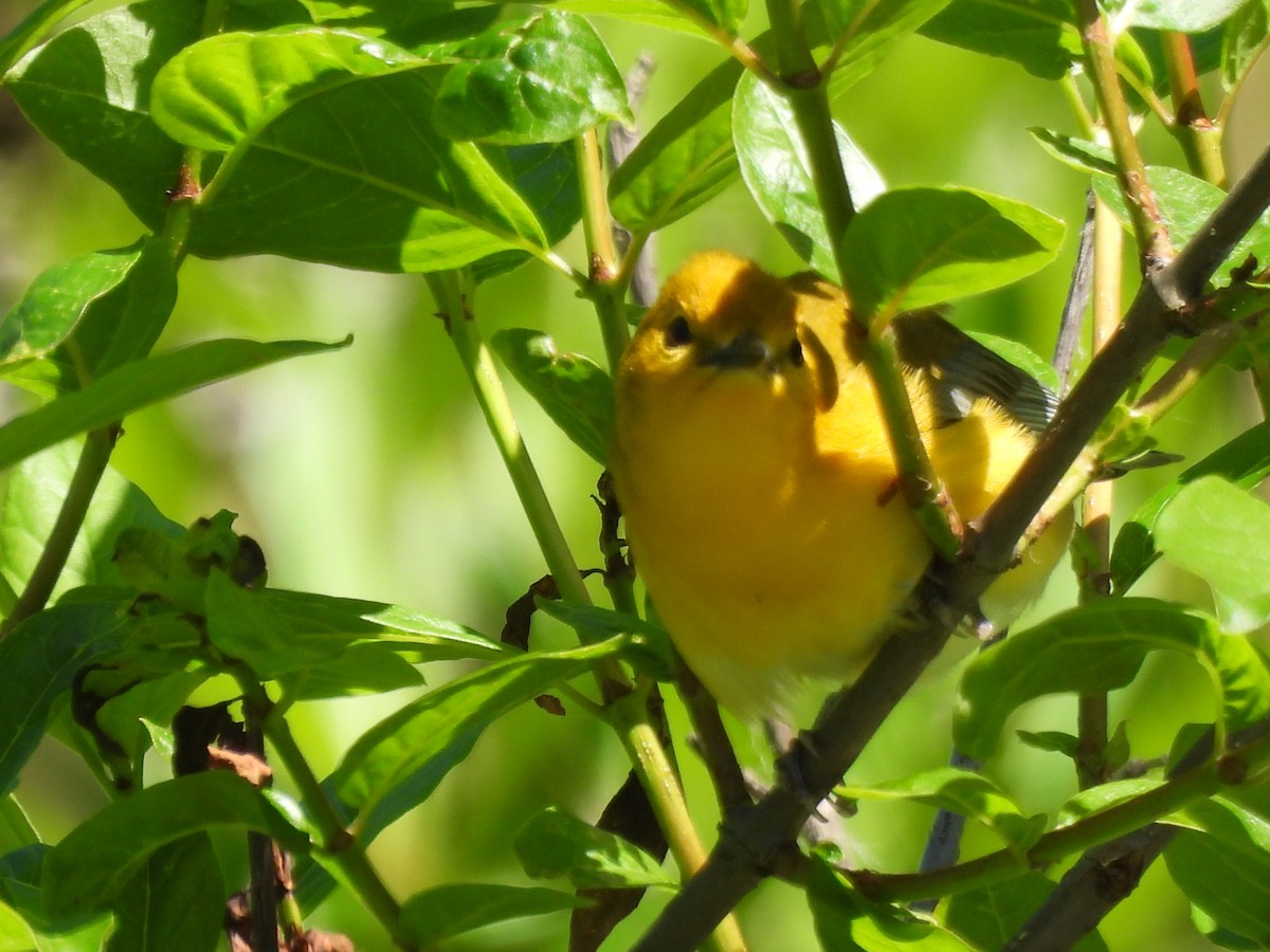 Prothonotary Warbler - ML620558604