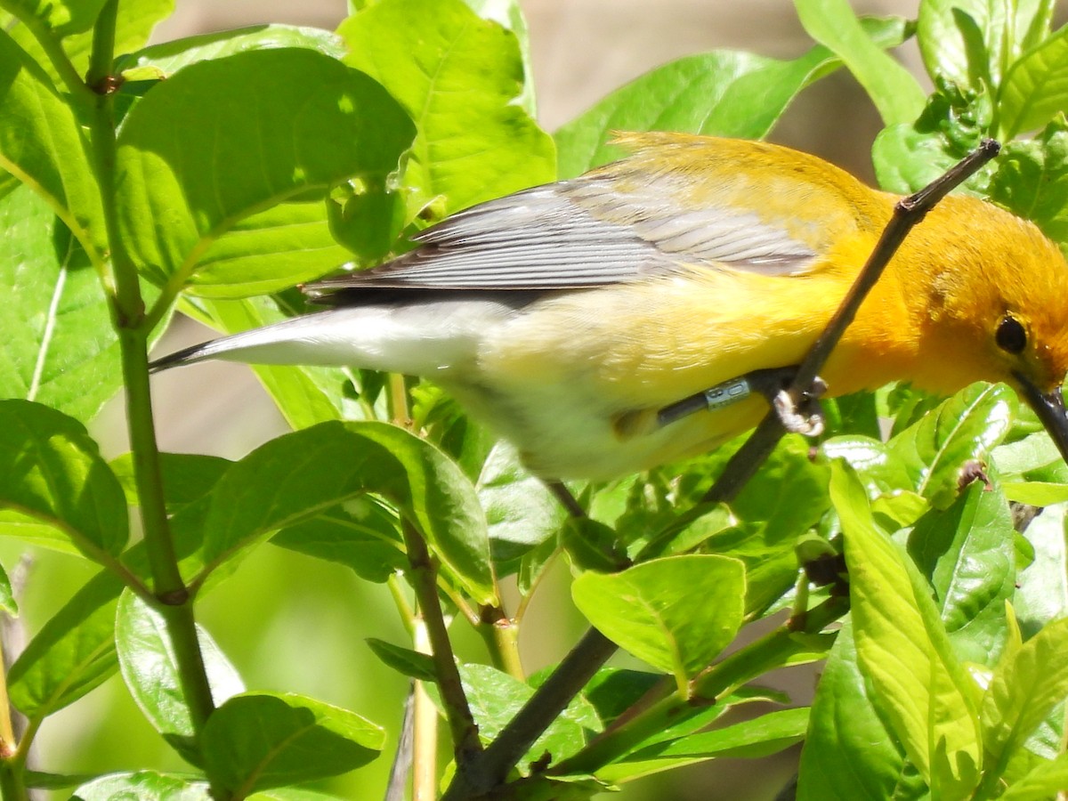 Prothonotary Warbler - ML620558608