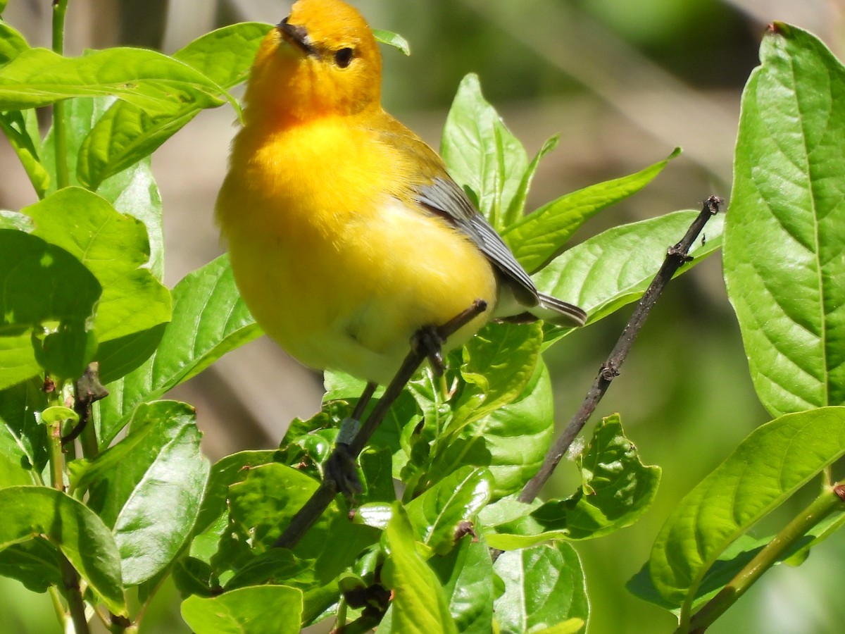 Prothonotary Warbler - ML620558609