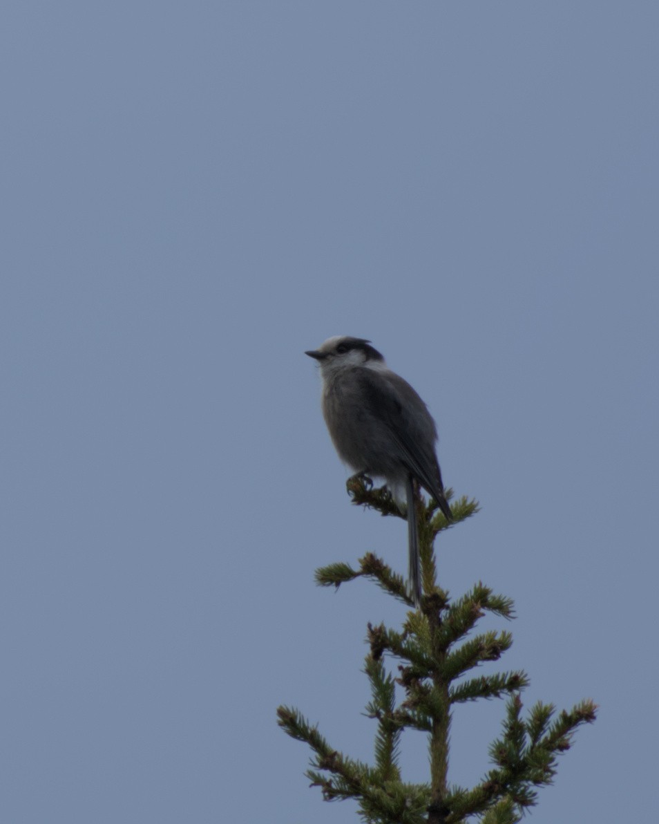 Canada Jay - ML620558623