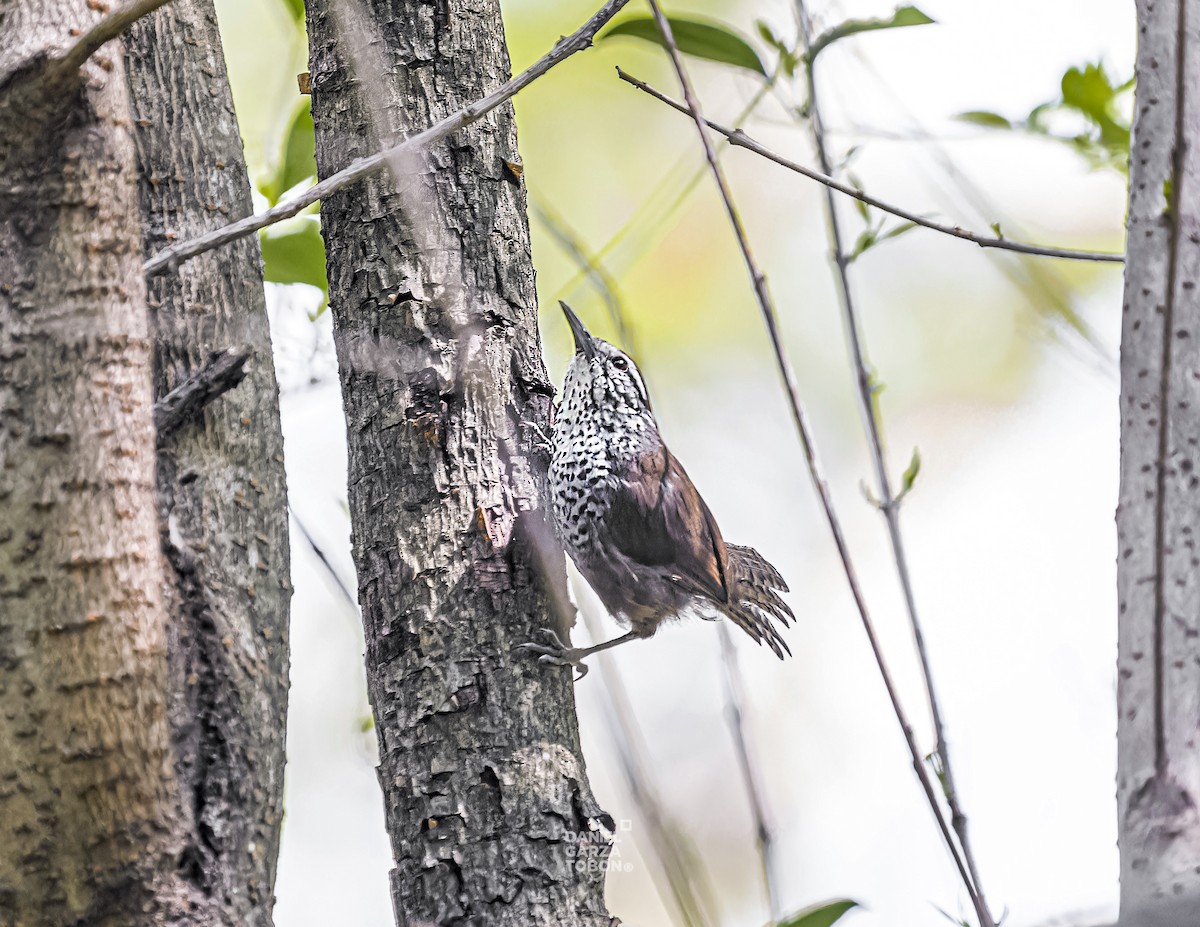 Spot-breasted Wren - ML620558624