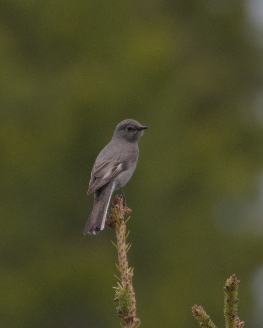 Townsend's Solitaire - ML620558625