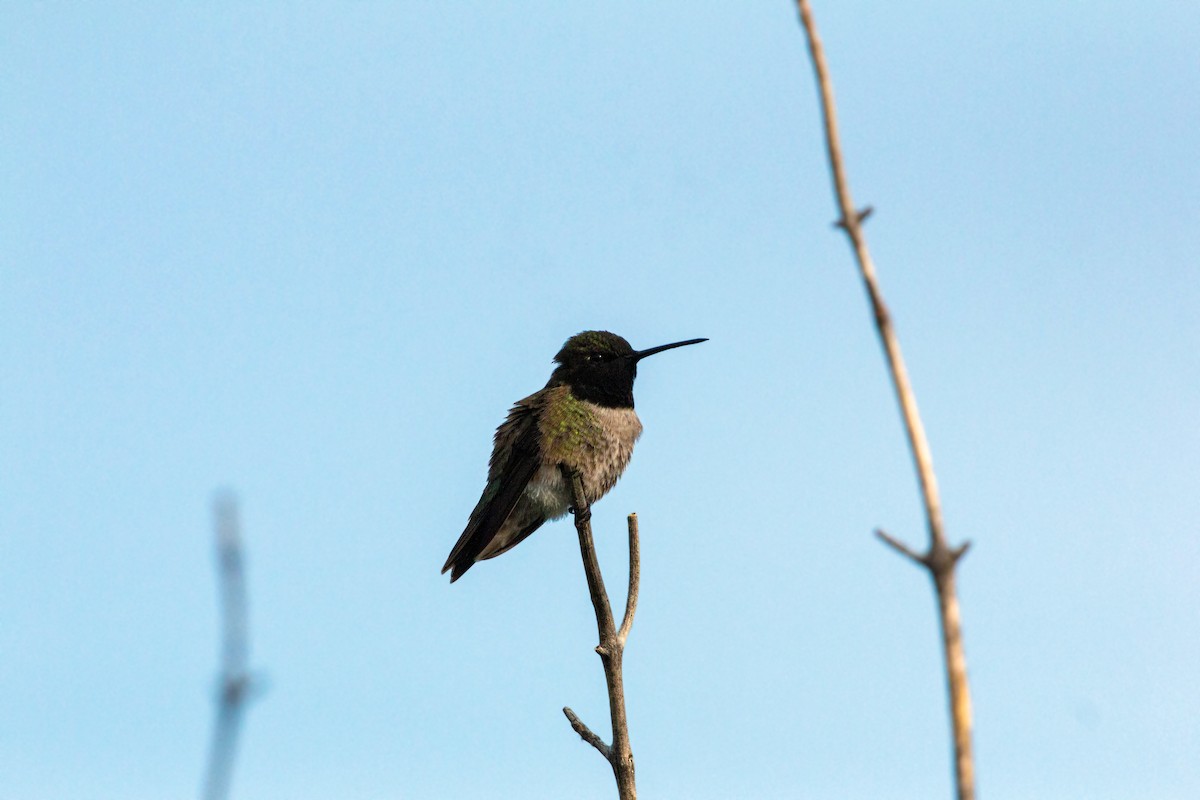 Black-chinned Hummingbird - ML620558633