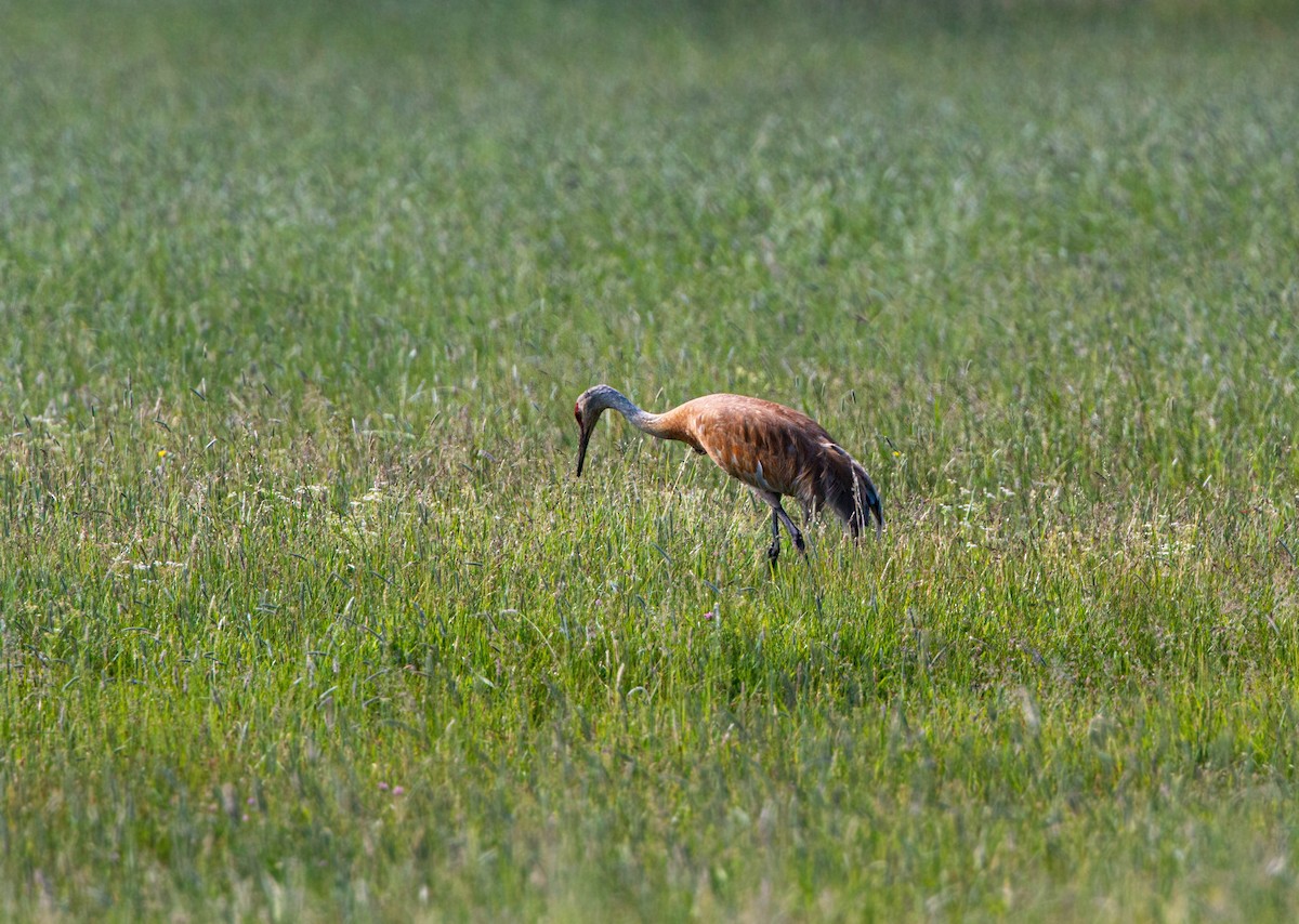 Sandhill Crane - ML620558635