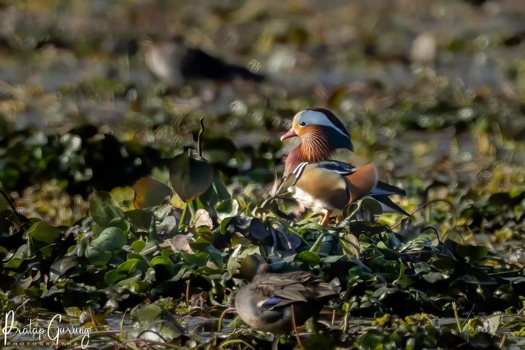 Mandarin Duck - ML620558637