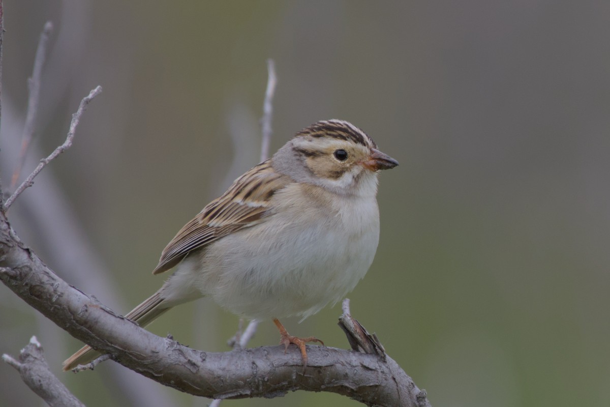 Clay-colored Sparrow - Carson Kearns