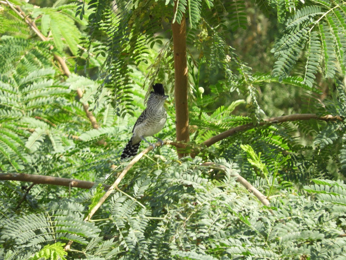 Barred Antshrike - ML620558645