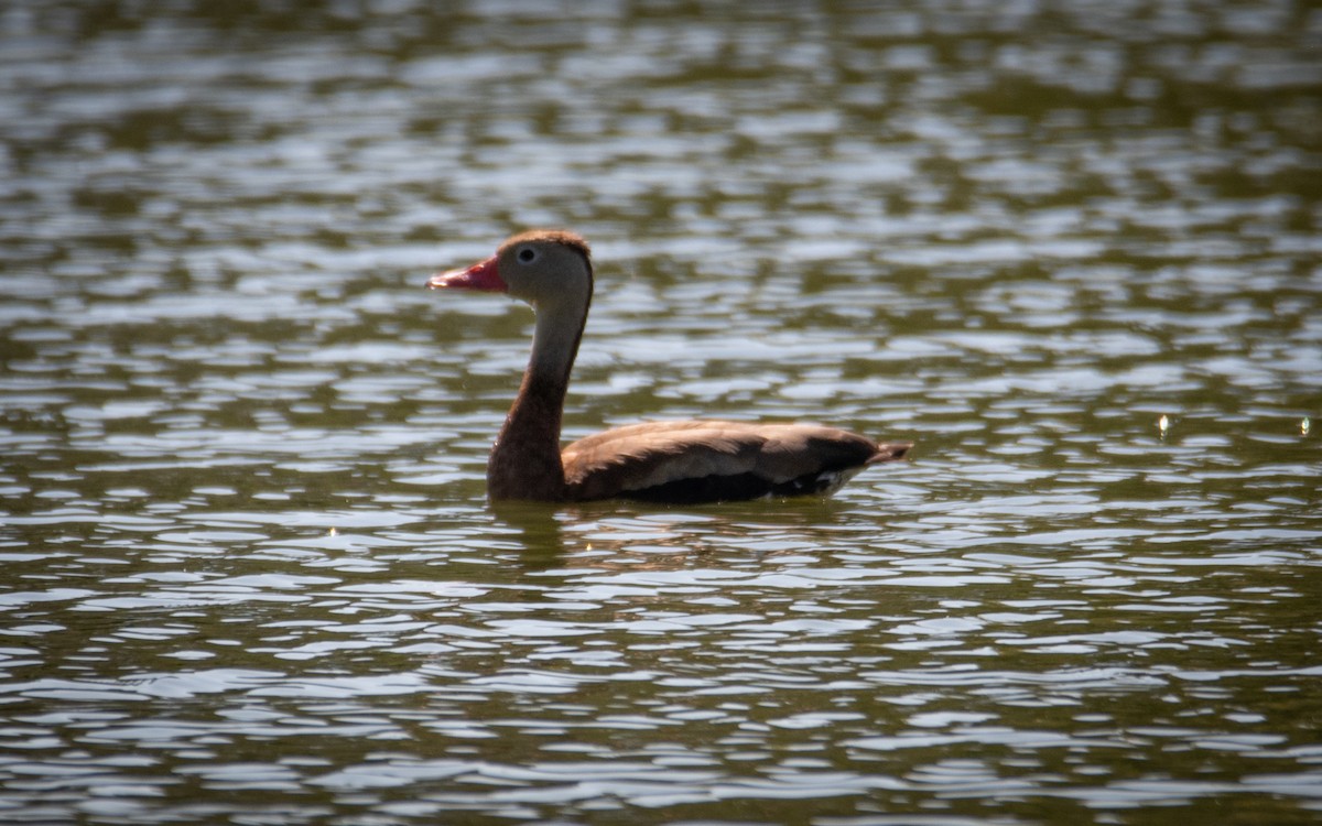 Black-bellied Whistling-Duck - ML620558650