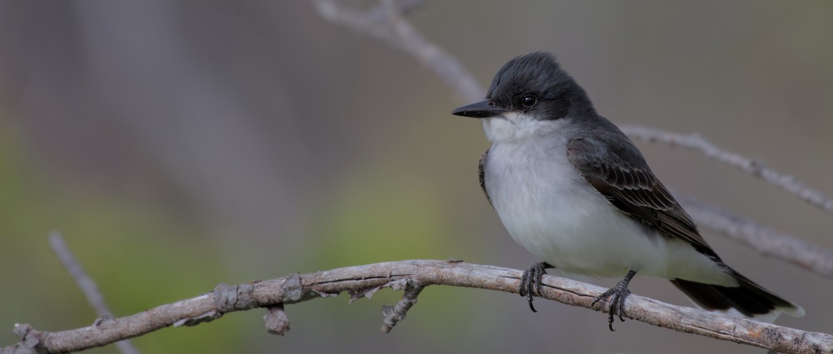 Eastern Kingbird - ML620558651