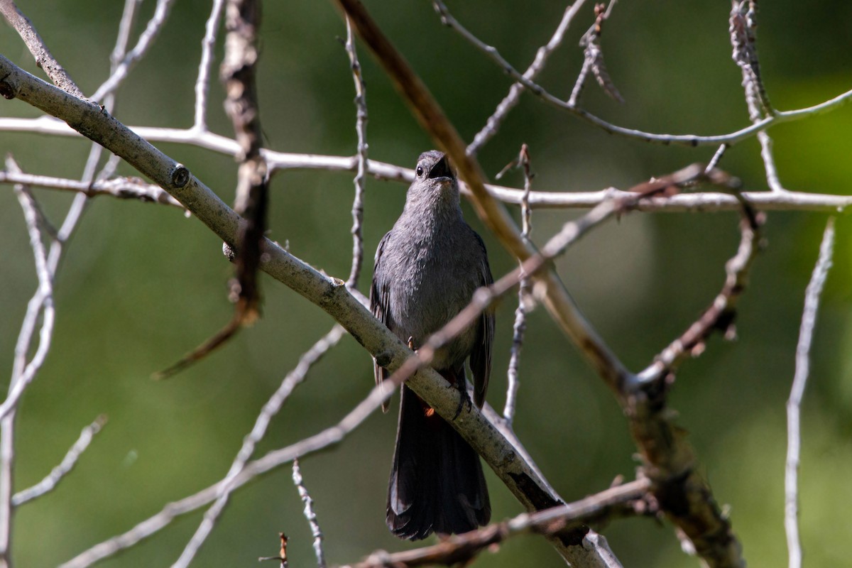 Gray Catbird - ML620558652