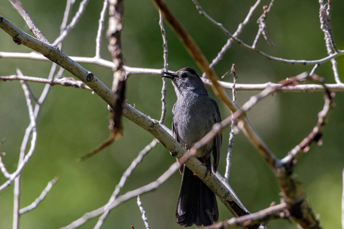 Gray Catbird - ML620558653