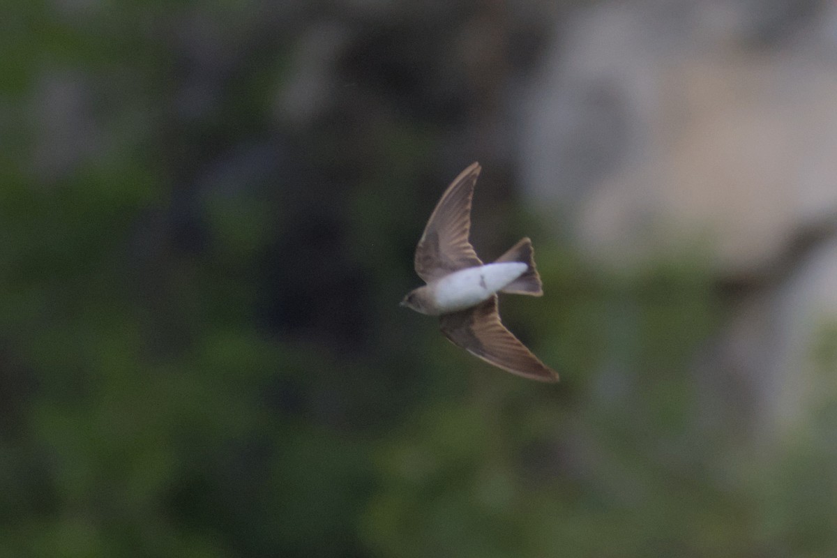 Northern Rough-winged Swallow - ML620558657