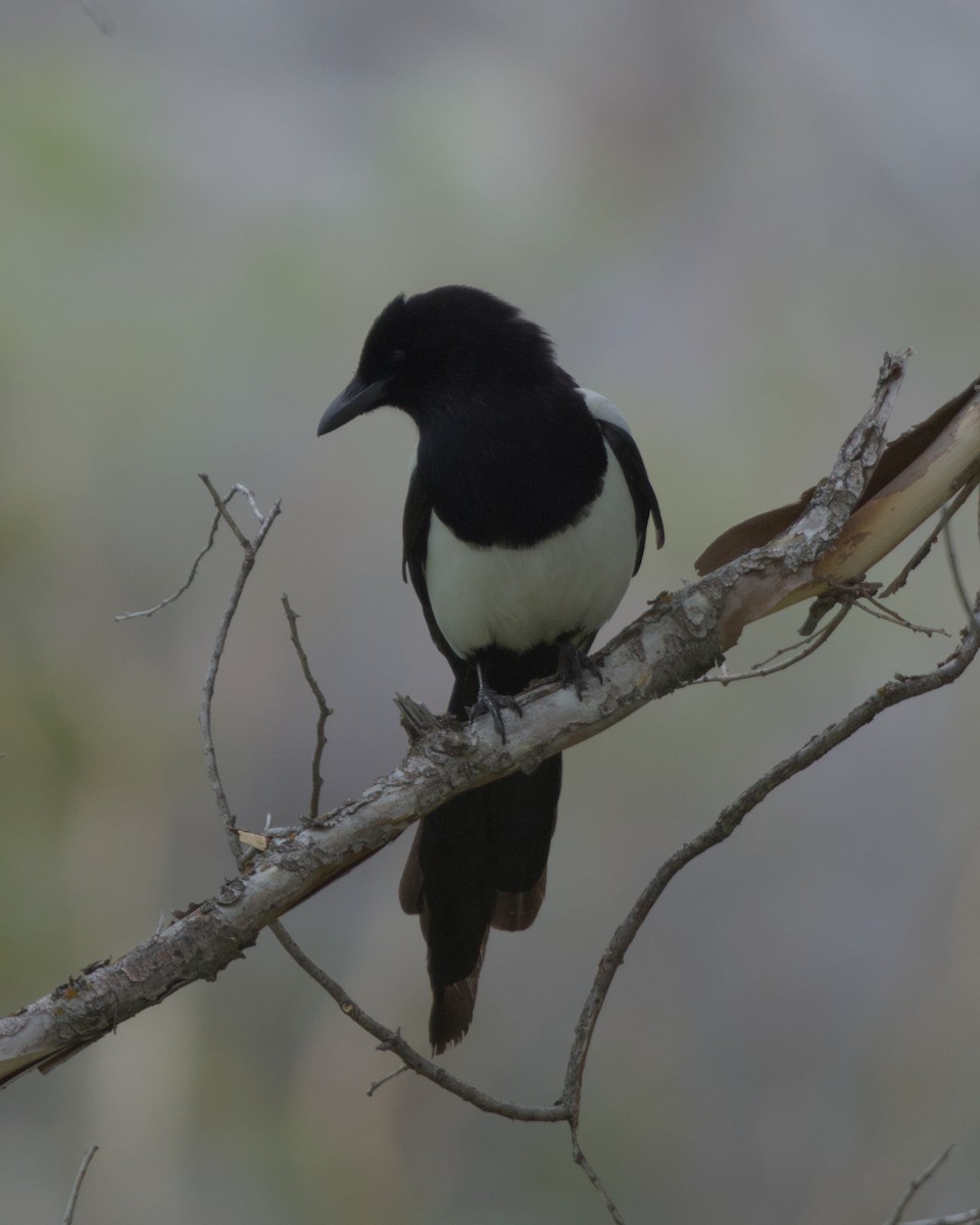 Black-billed Magpie - ML620558661