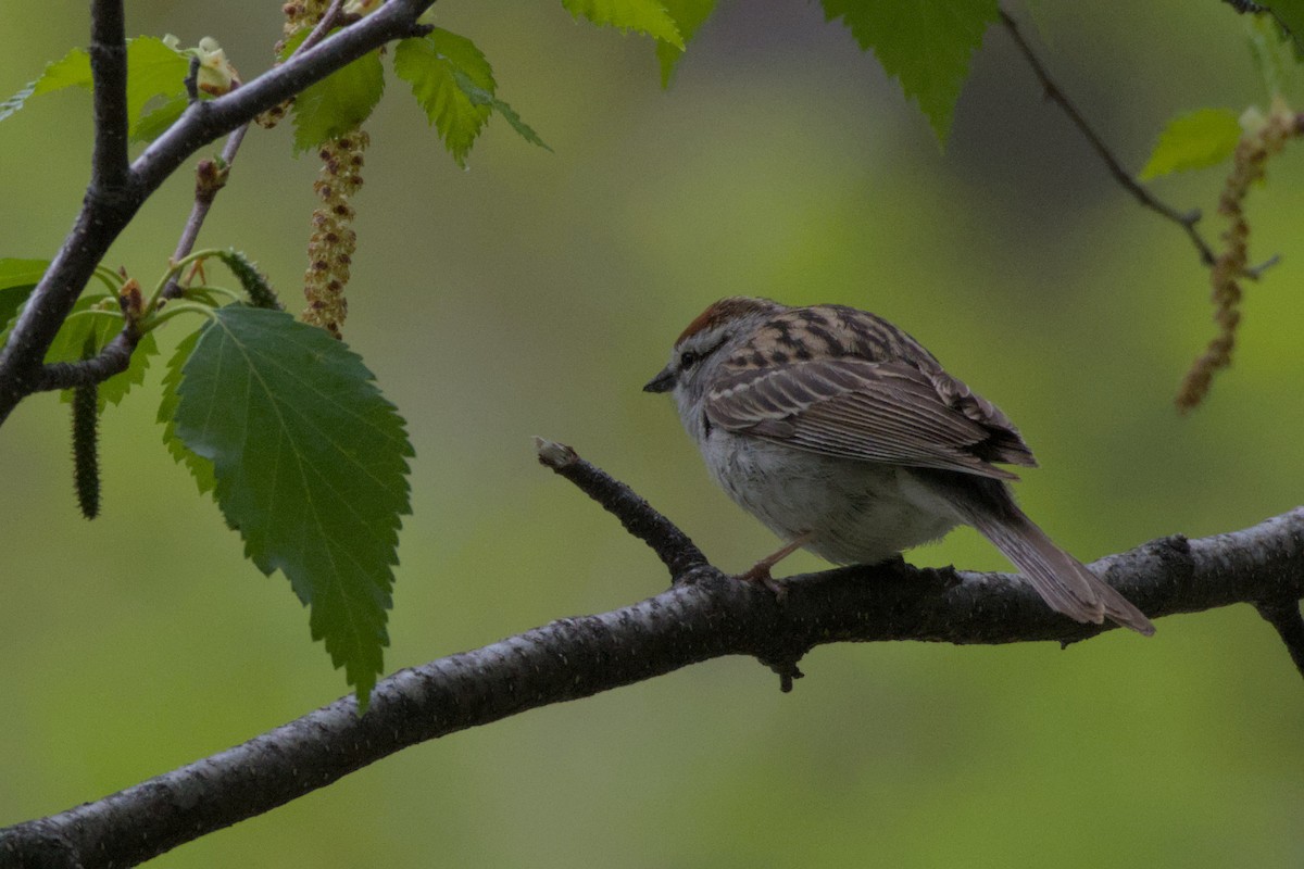 Chipping Sparrow - ML620558663
