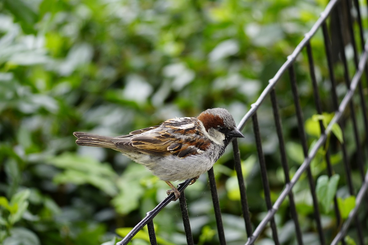 House Sparrow - ML620558664