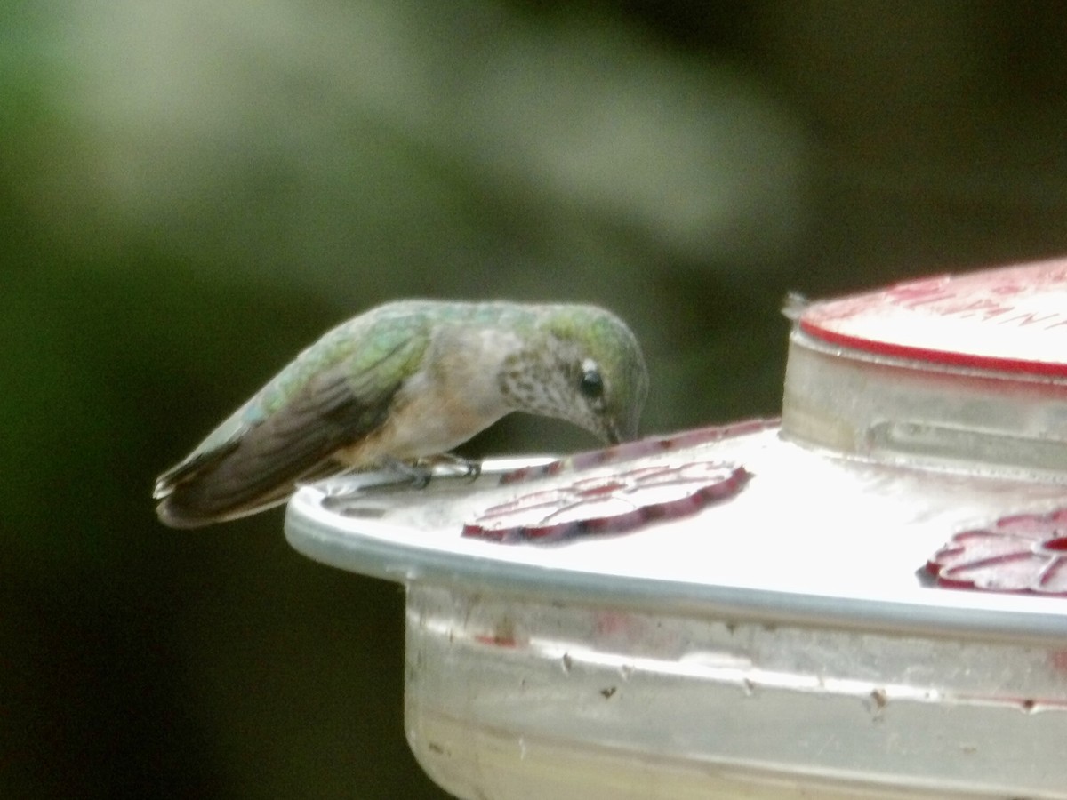 Calliope Hummingbird - ML620558667
