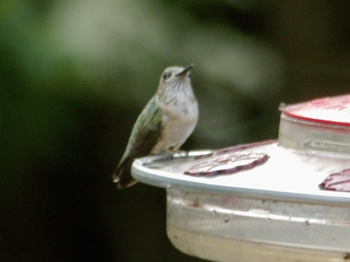 Calliope Hummingbird - ML620558668