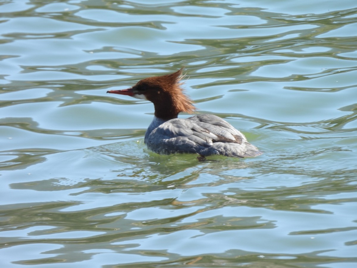 Common Merganser - ML620558673