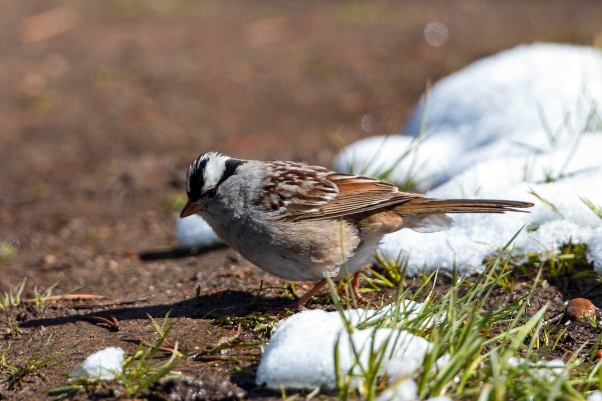 White-crowned Sparrow - ML620558674