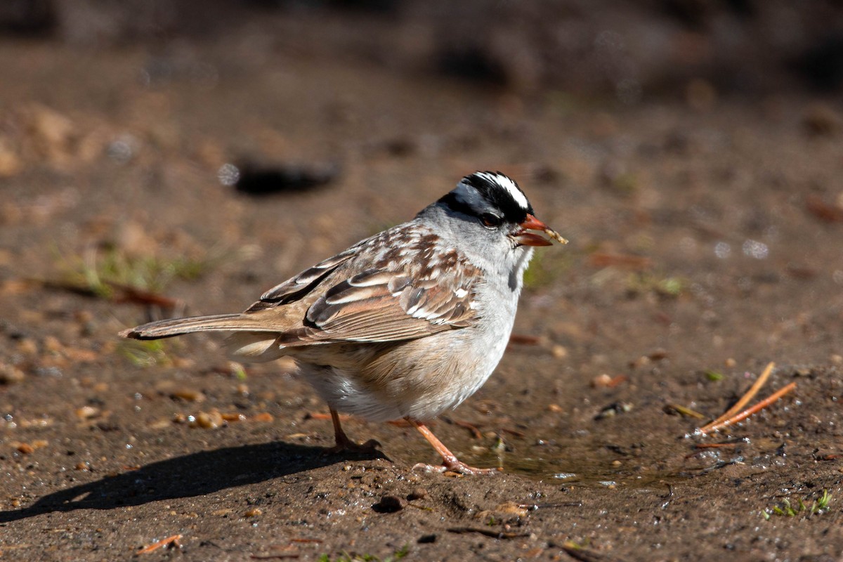 White-crowned Sparrow - ML620558675