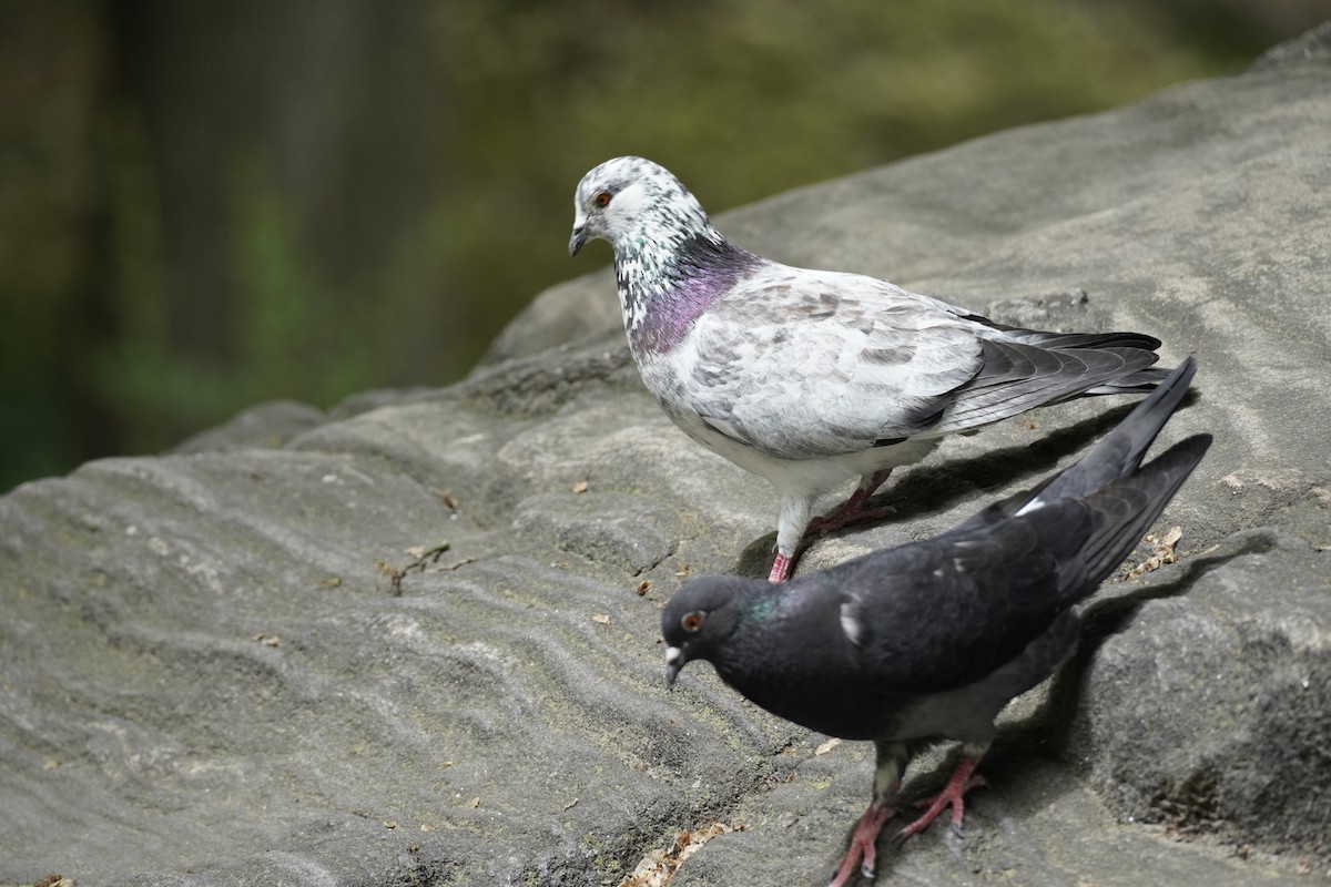 Rock Pigeon (Feral Pigeon) - ML620558680