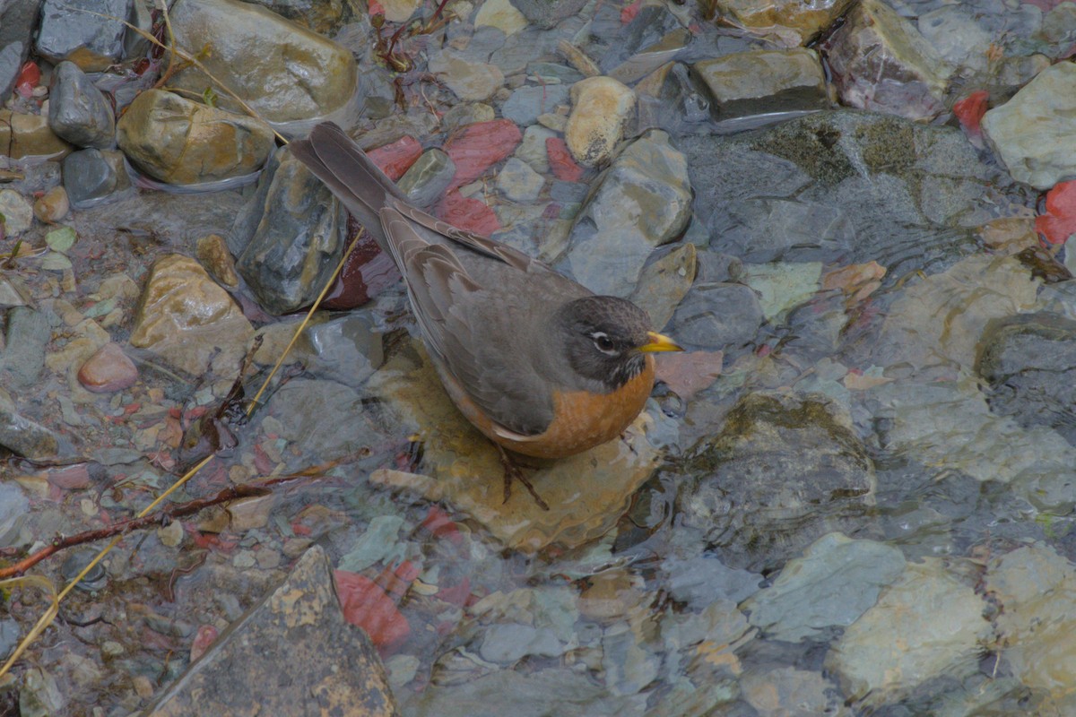 American Robin - ML620558682