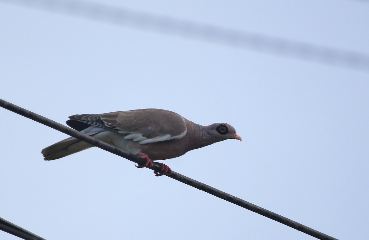 Bare-eyed Pigeon - ML620558683