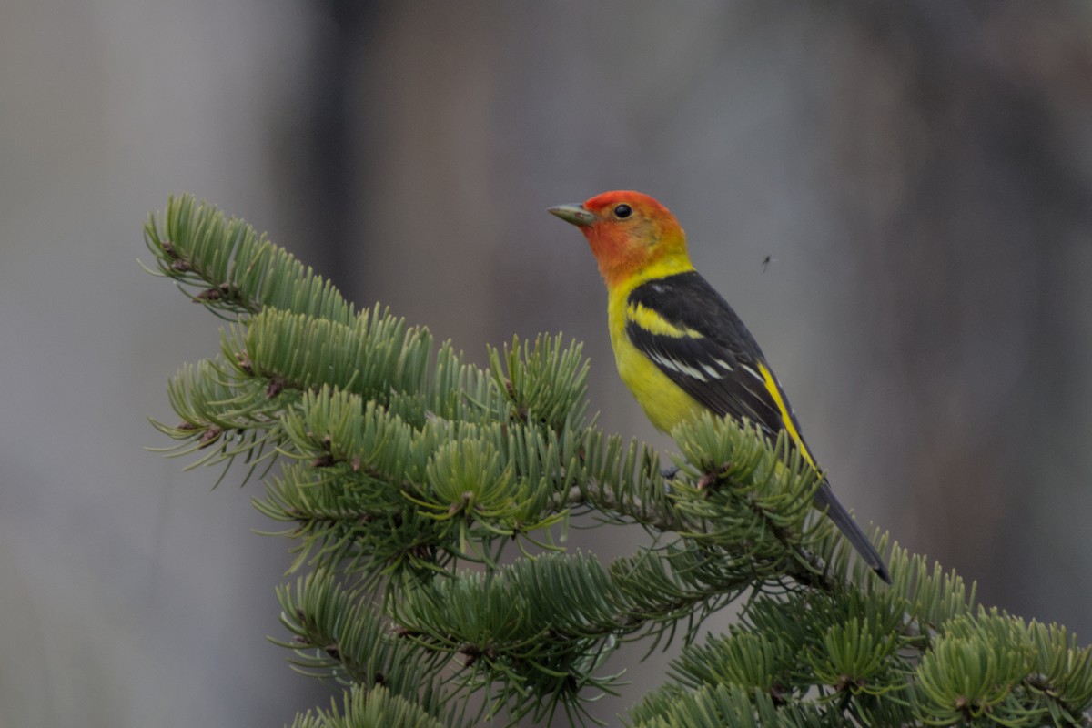 Western Tanager - ML620558687