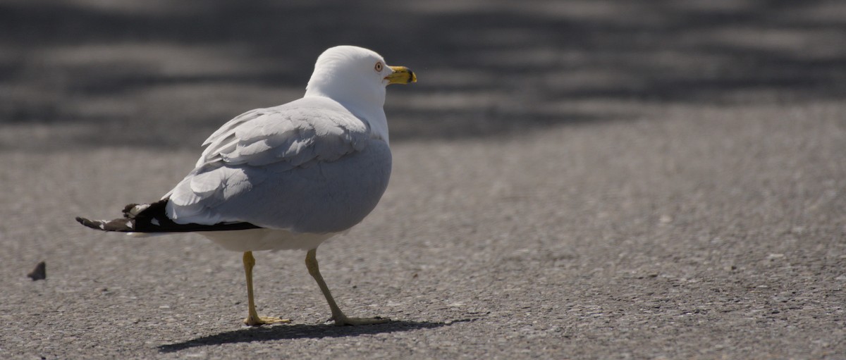 Ring-billed Gull - ML620558688