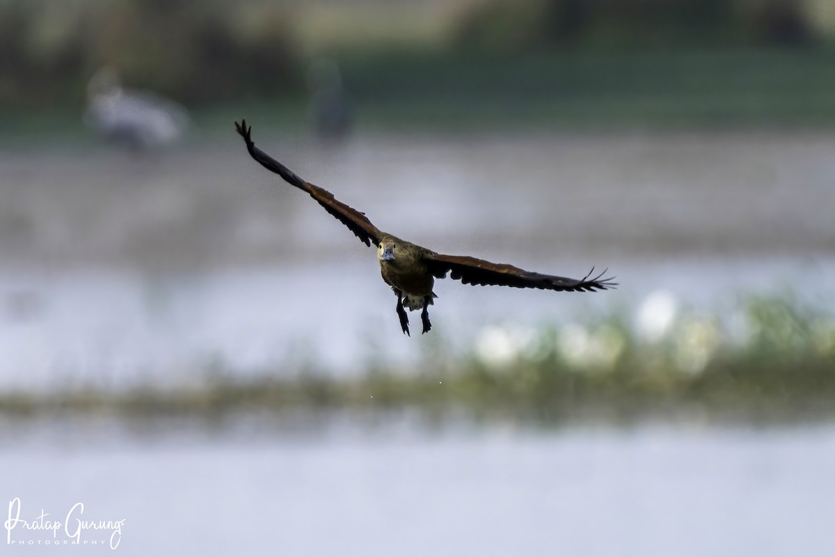 Lesser Whistling-Duck - ML620558690