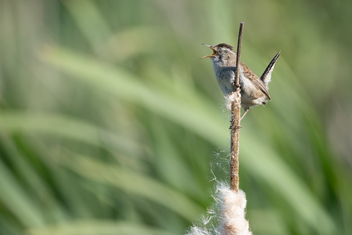 Marsh Wren - ML620558701