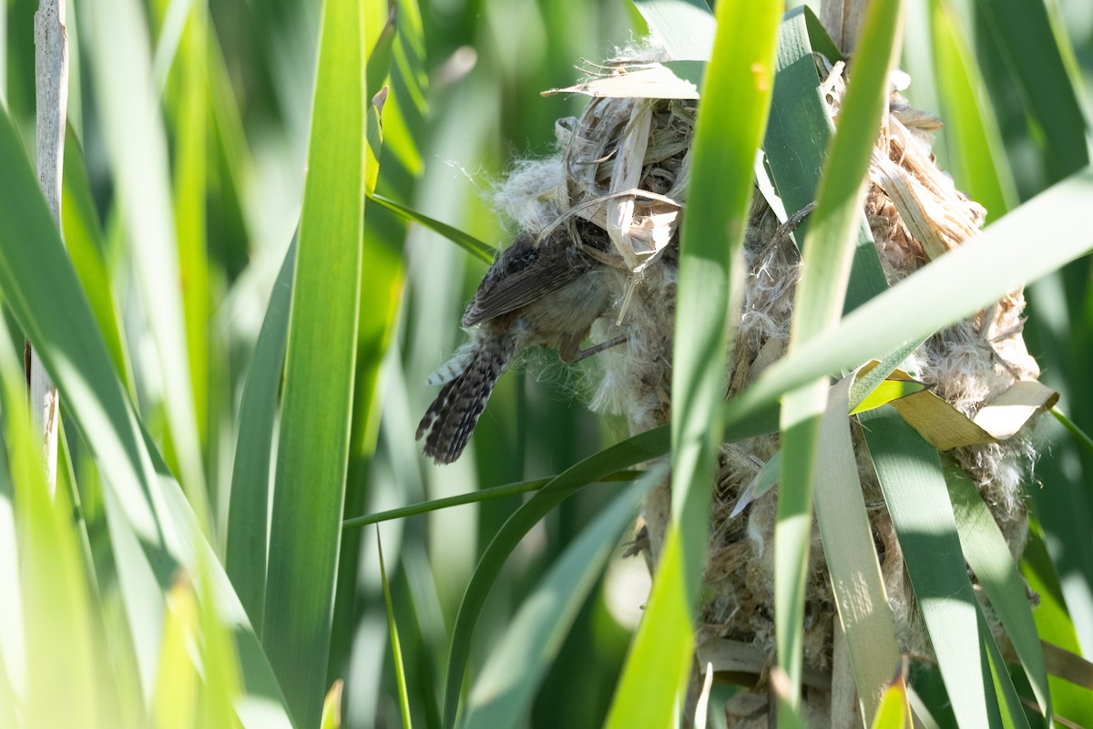 Marsh Wren - ML620558702