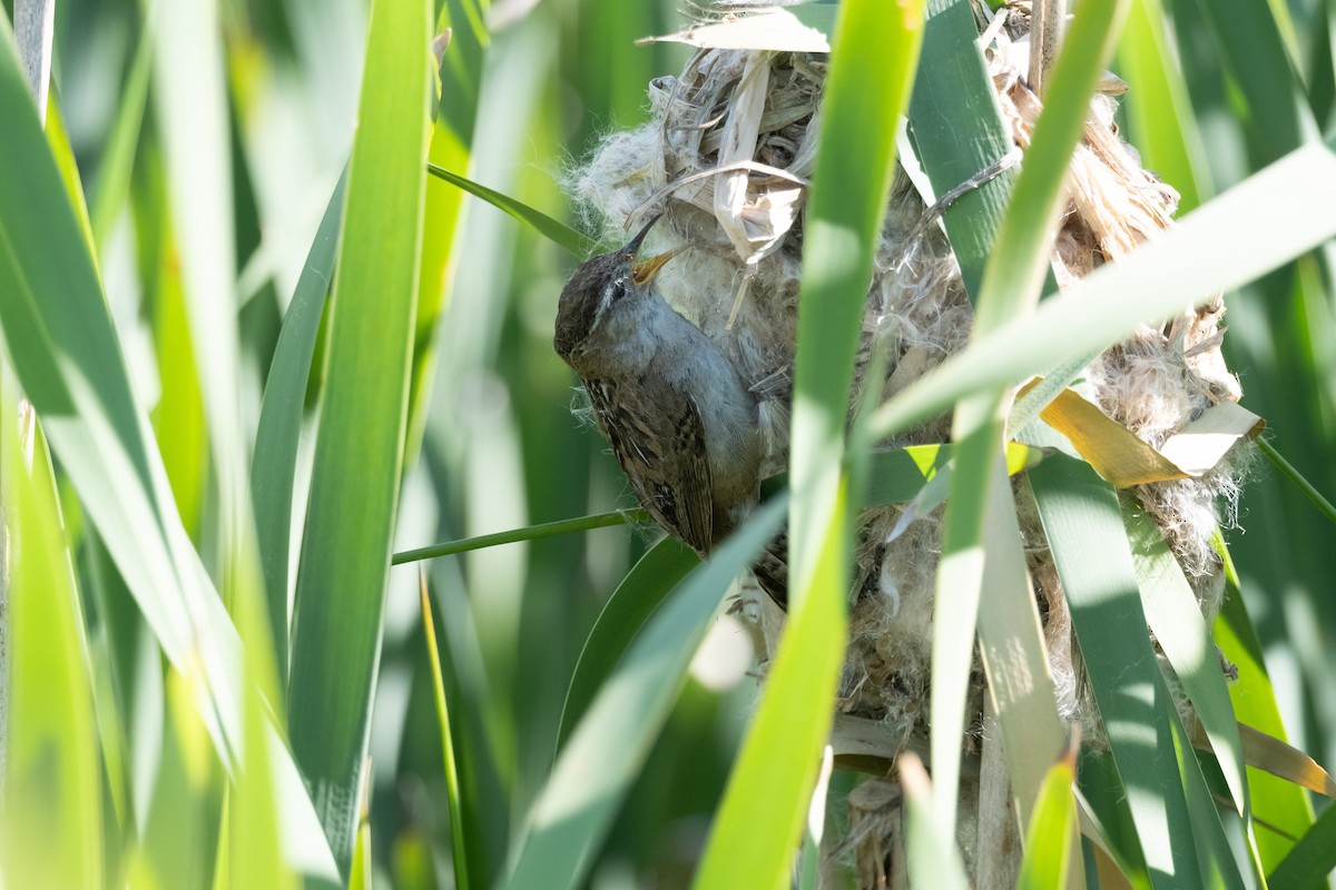 Marsh Wren - ML620558705