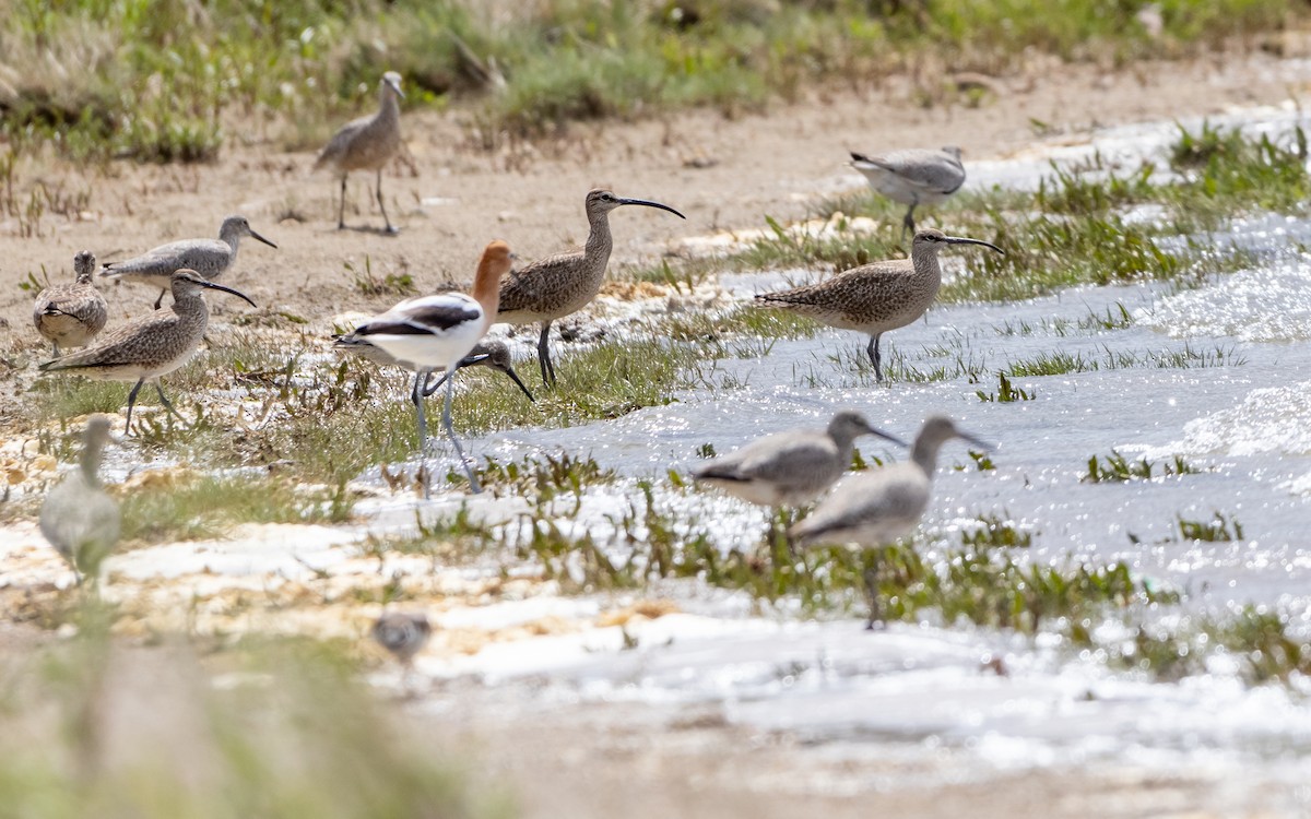 Whimbrel - Rain Saulnier