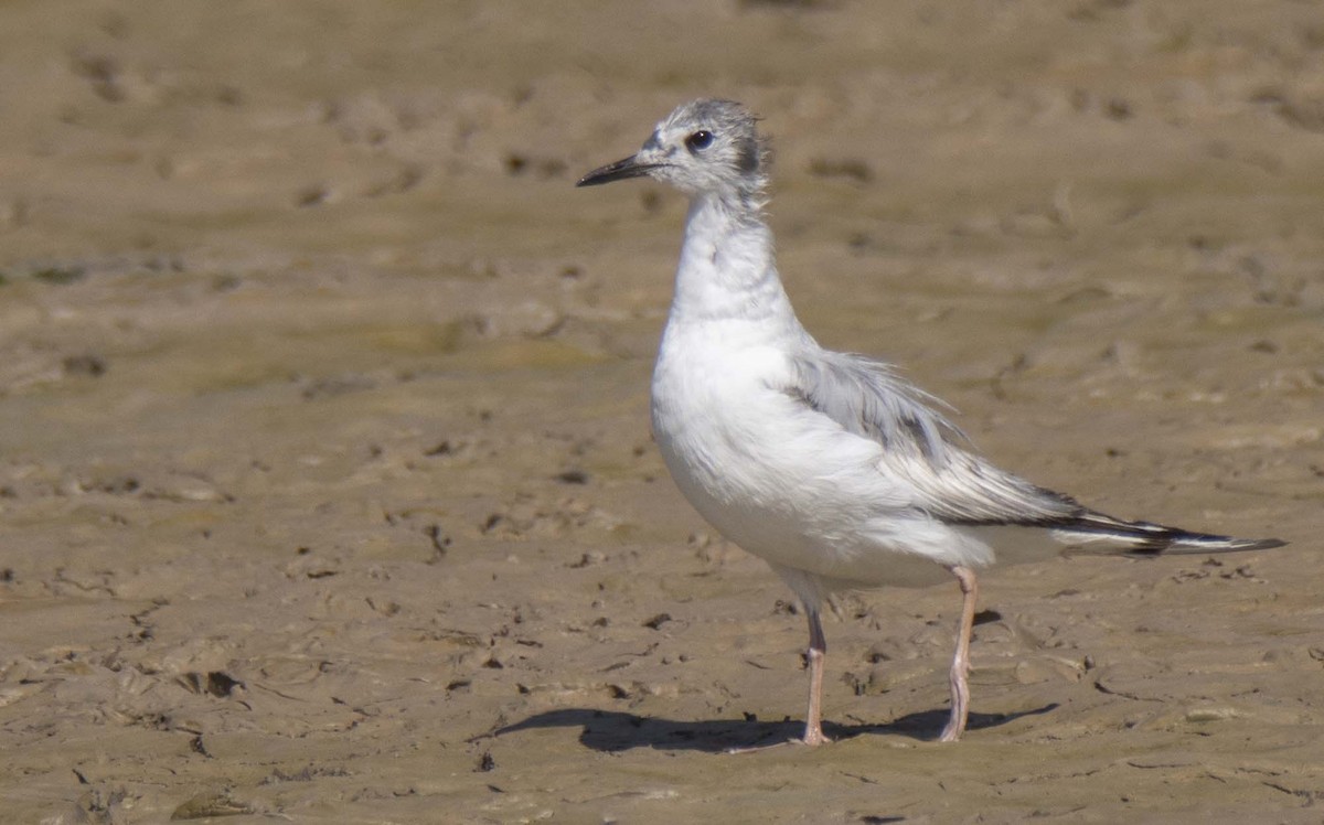 Mouette de Bonaparte - ML620558720