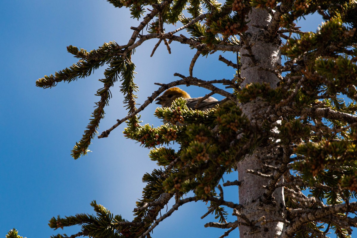 Tayga Çütresi - ML620558726