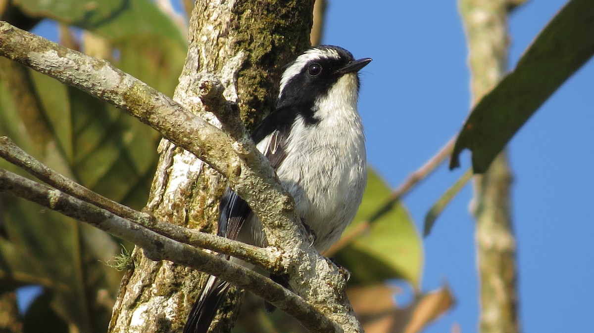 Little Pied Flycatcher - ML620558727