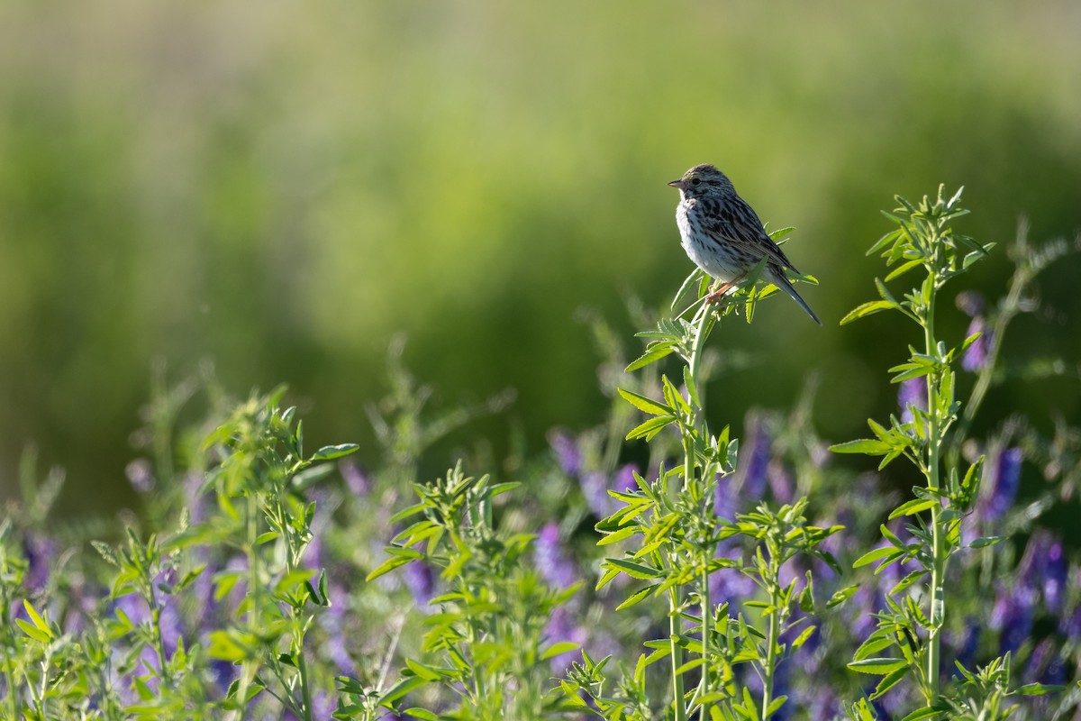 Savannah Sparrow - ML620558729