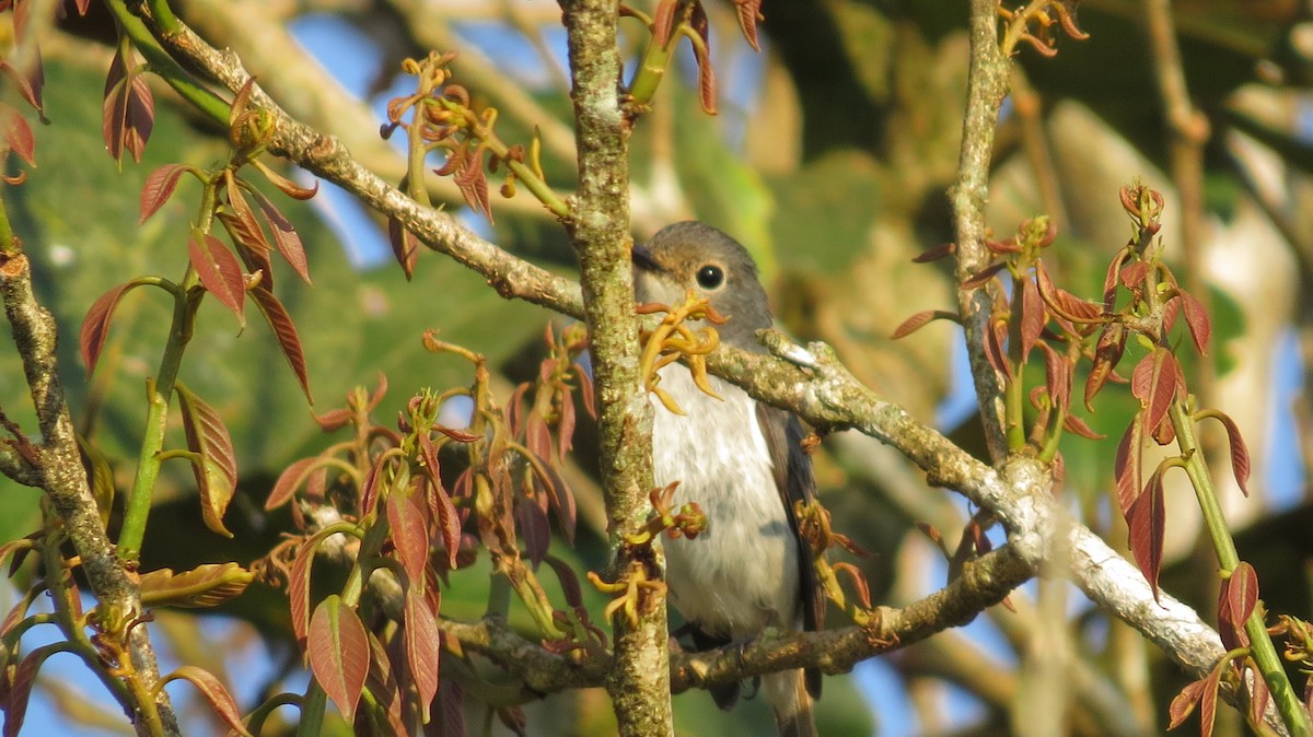 Little Pied Flycatcher - ML620558730