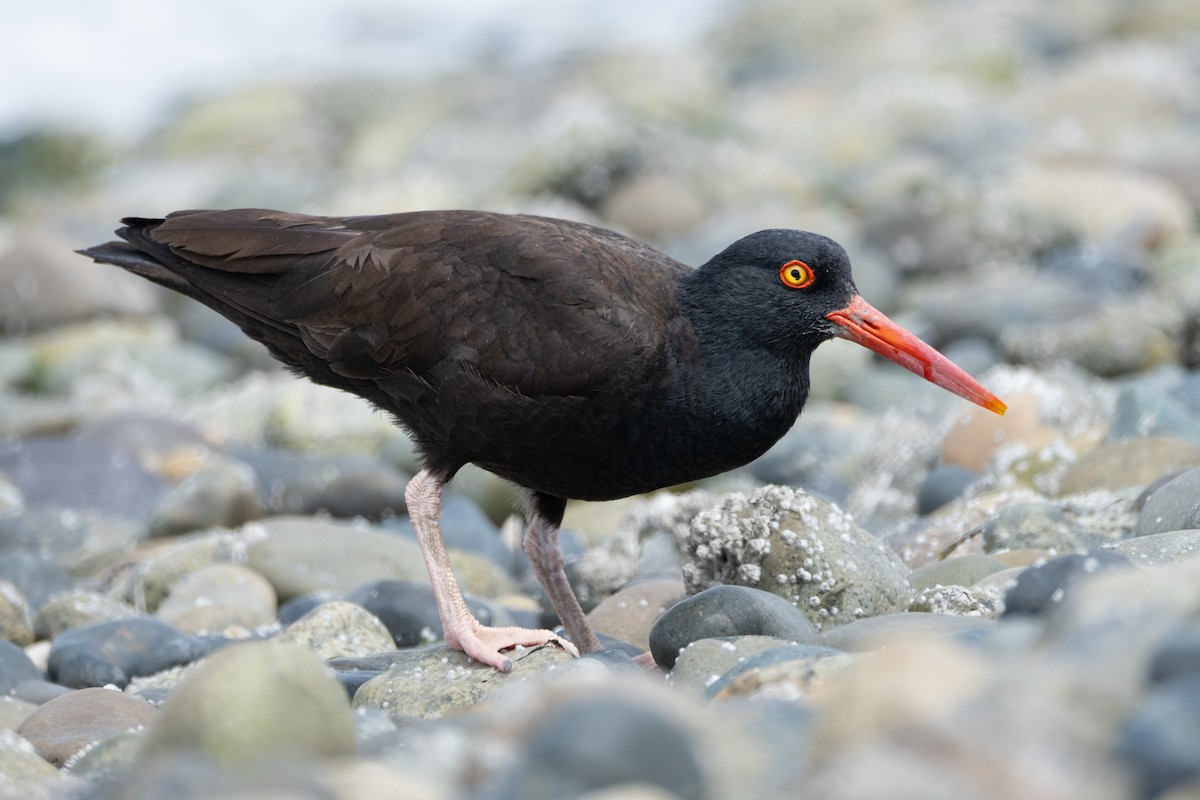 Black Oystercatcher - ML620558738