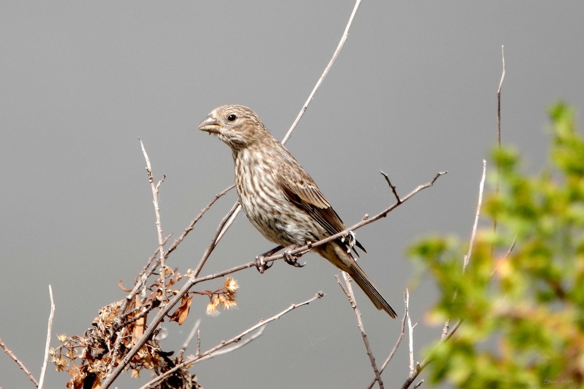 House Finch - ML620558742