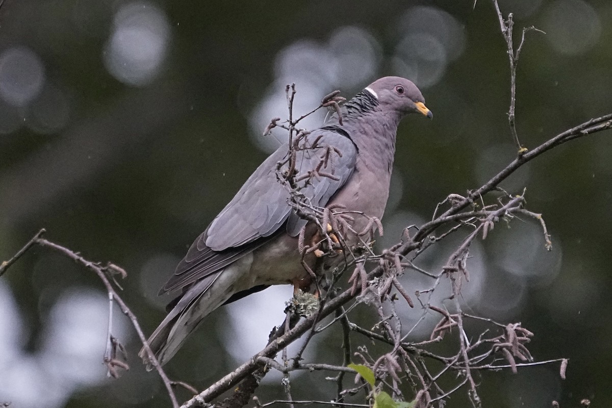 Band-tailed Pigeon - ML620558747
