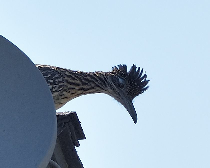 Greater Roadrunner - Barbara Peck