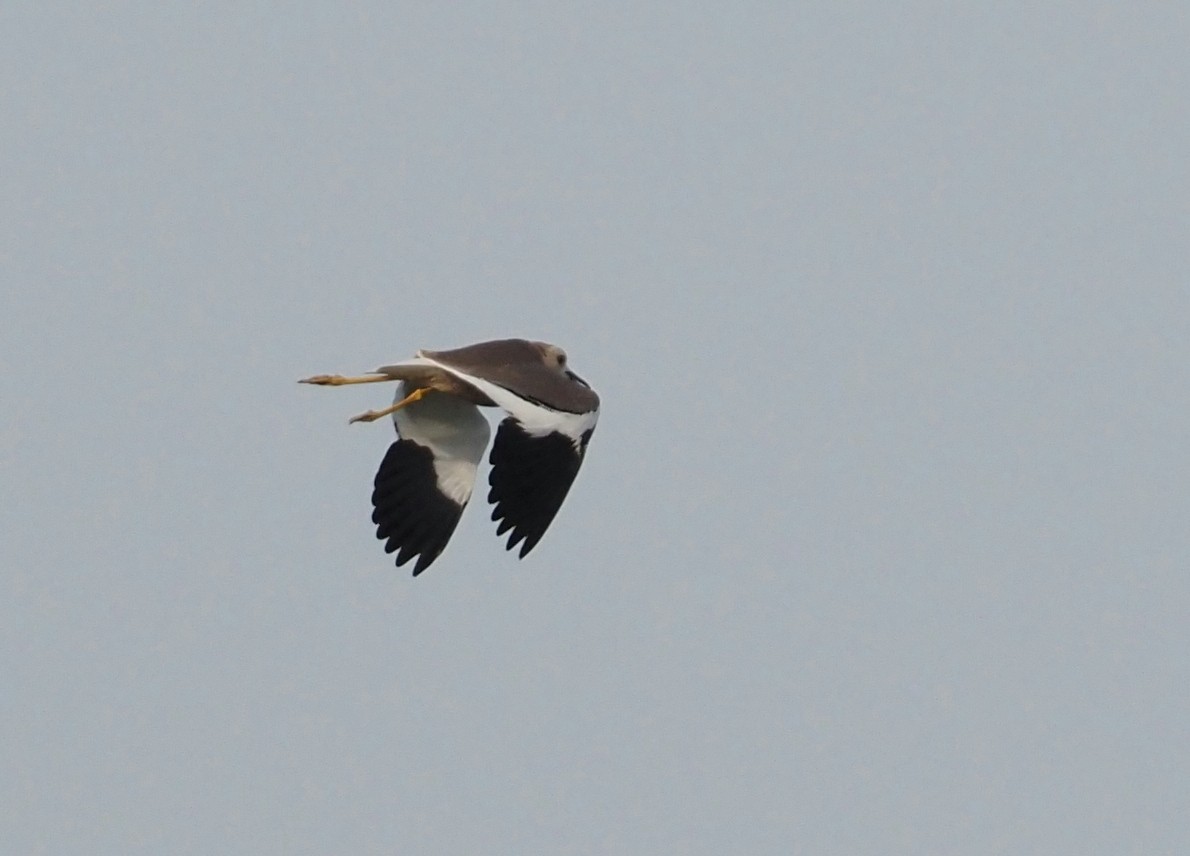 White-tailed Lapwing - ML620558771