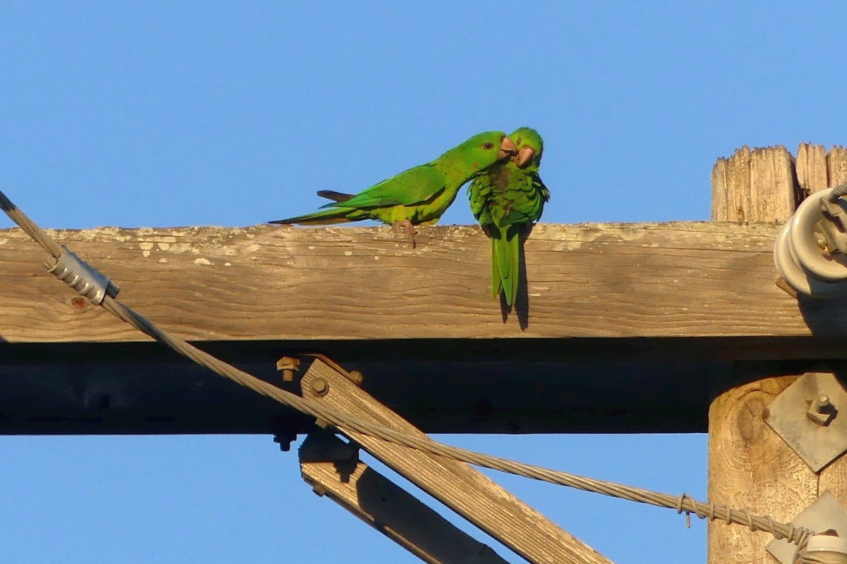 テリハメキシコインコ - ML620558774