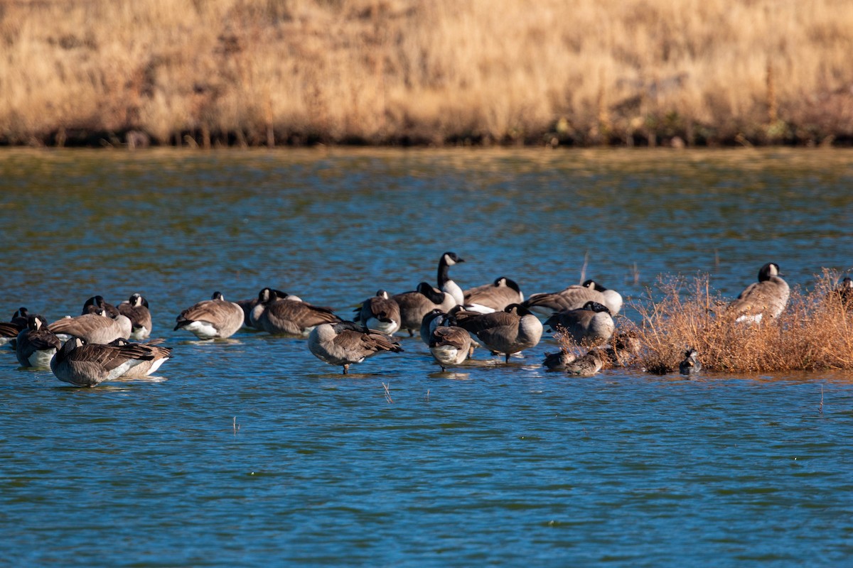 Canada Goose - ML620558776