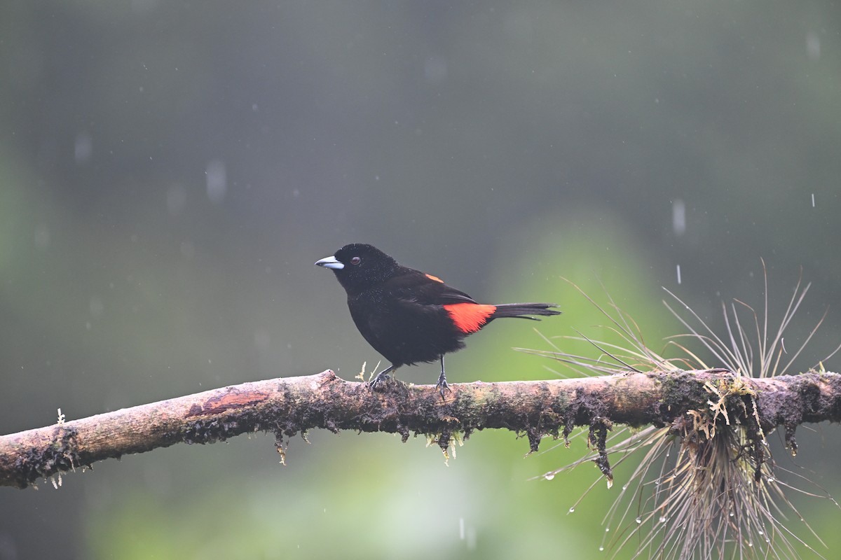 Scarlet-rumped Tanager (Passerini's) - ML620558781