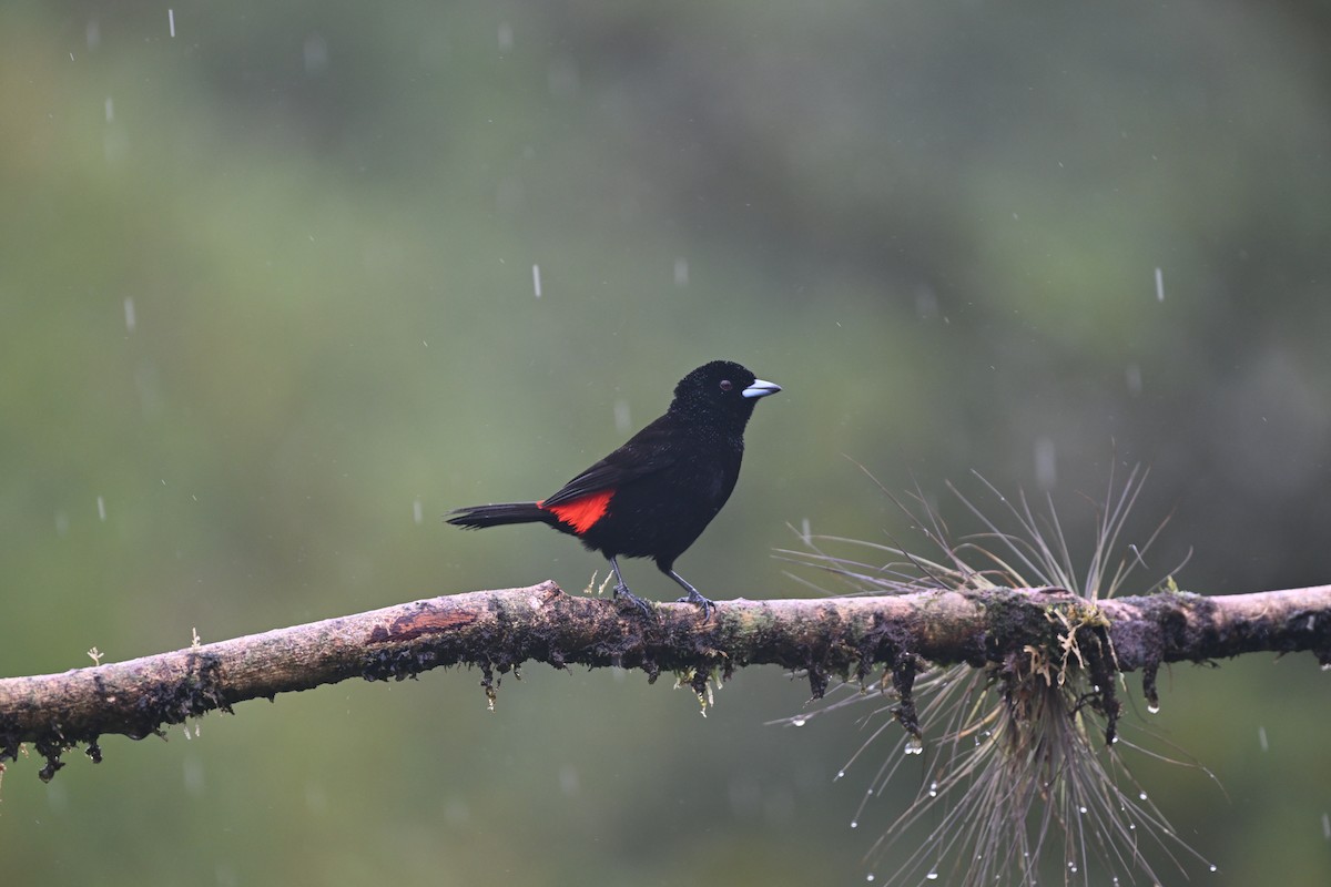 Scarlet-rumped Tanager (Passerini's) - ML620558782