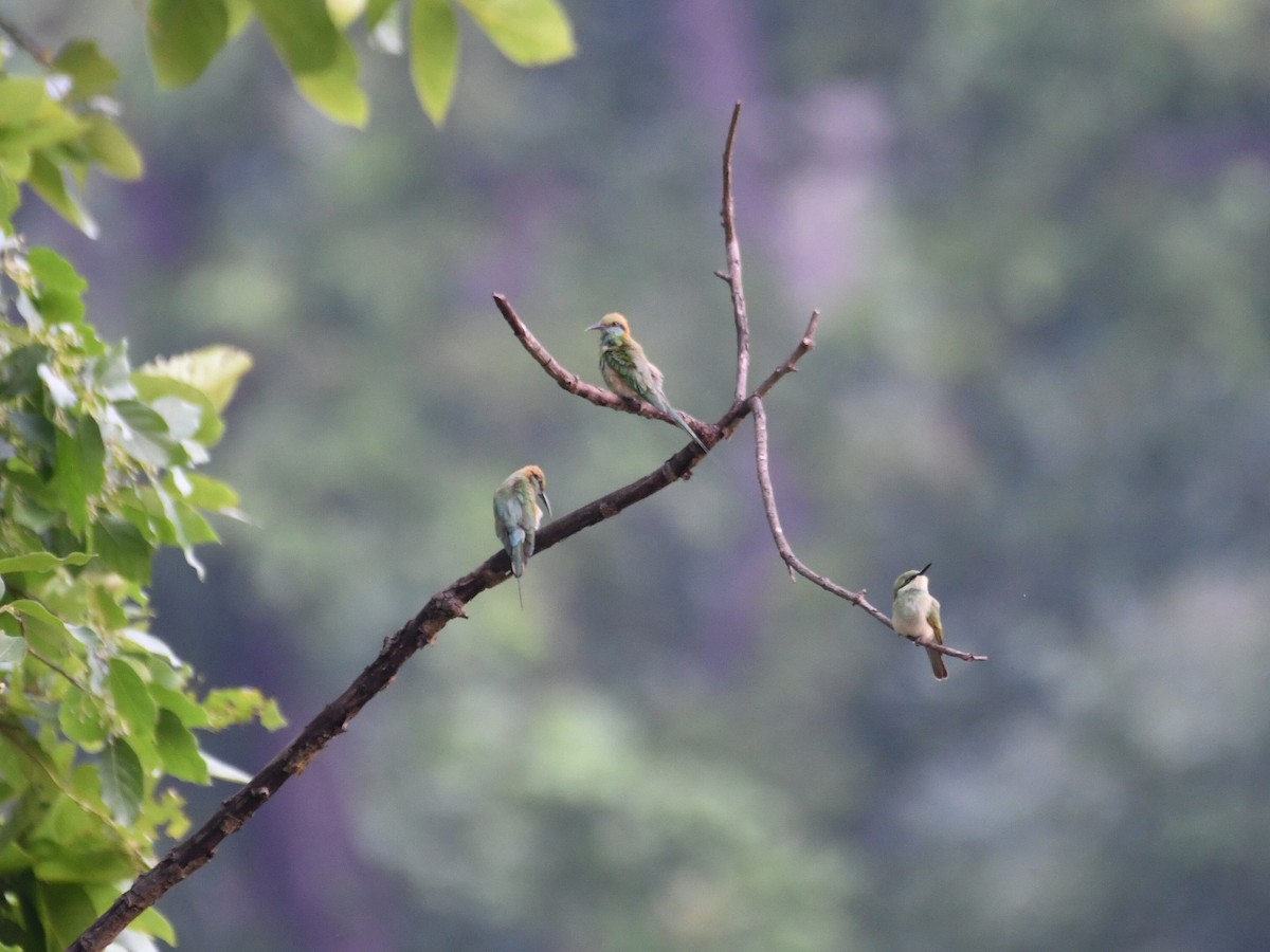 Asian Green Bee-eater - ML620558785