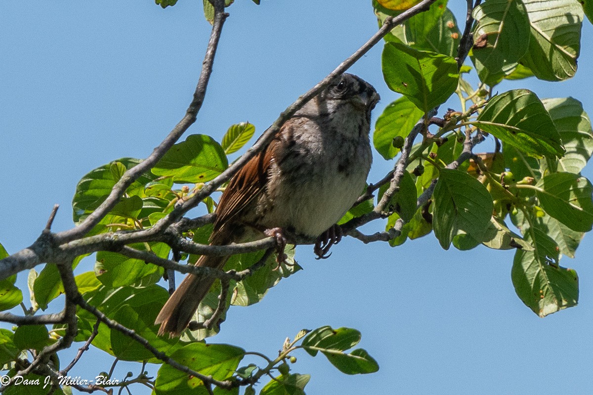 Swamp Sparrow - ML620558788